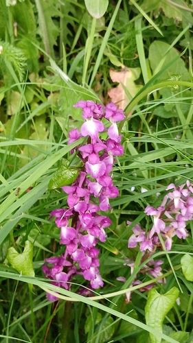 Early Purple Orchid