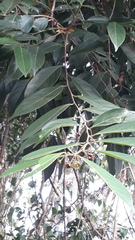 Hydnocarpus pentandrus