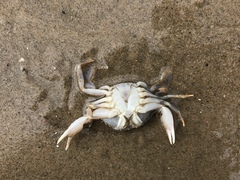 Liocarcinus
