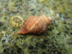 Acanthinucella spirata