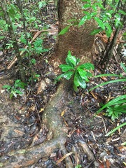 Flindersia bourjotiana