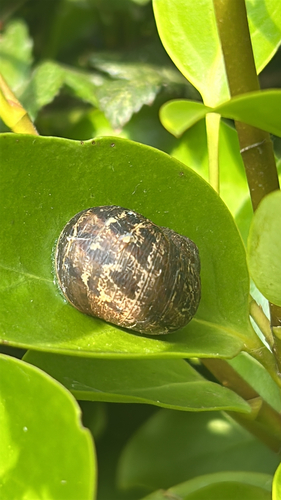 Cornu aspersum