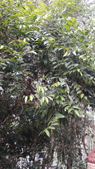 Hydnocarpus pentandrus