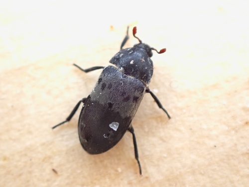 Larder beetle