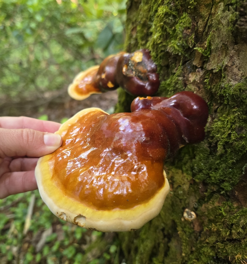 Ganoderma tsugae · May 2026 · photo: © christinebraaten (iNaturalist, cc0)