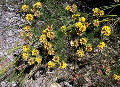 Pultenaea stipularis