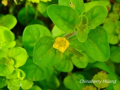 Lysimachia japonica