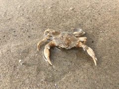 Liocarcinus