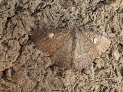 Apodasmia rufonigraria