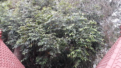 Hydnocarpus pentandrus