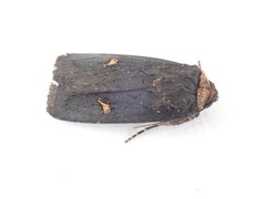 Proteuxoa cinereicollis