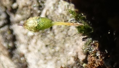 Orthotrichum consimile