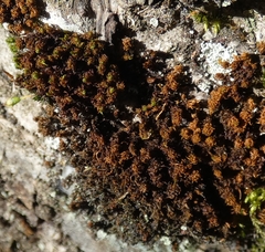 Orthotrichum consimile