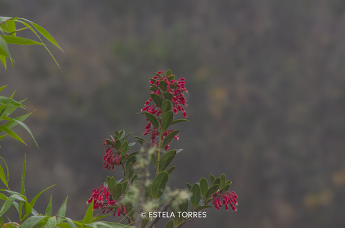 Thibaudia diphylla observed 2026-04-24