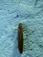 Lymexylidae