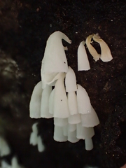 Calyptella longipes