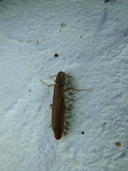 Lymexylidae