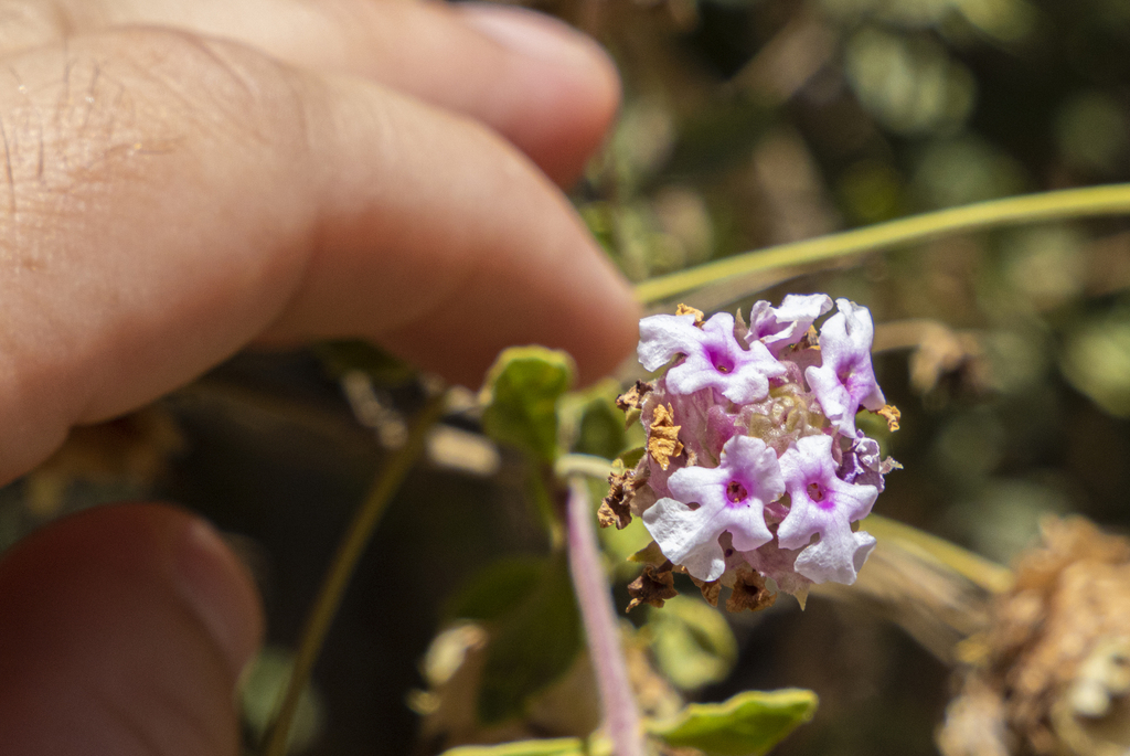 Lippia formosa; photograph (c) MarvalPhotography19, some rights reserved (CC BY)