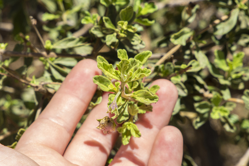 Lippia formosa, photograph 1