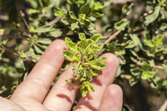 (c) MarvalPhotography19, some rights reserved (CC BY) Lippia formosa, photograph (c) MarvalPhotography19, some rights reserved (CC BY)