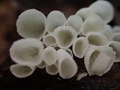 Calyptella longipes