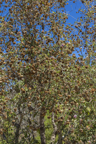 Lippia formosa, photograph 2