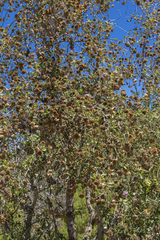 (c) MarvalPhotography19, some rights reserved (CC BY) Lippia formosa, photograph (c) MarvalPhotography19, some rights reserved (CC BY)