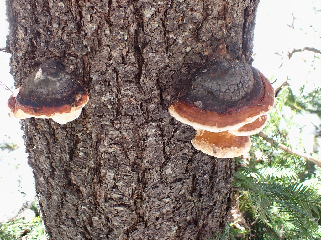 Fomitopsis mounceae · May 2026 · photo: © berdom (iNaturalist, cc0)