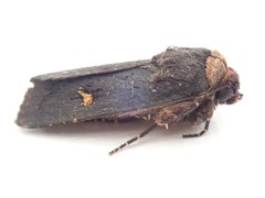 Proteuxoa cinereicollis