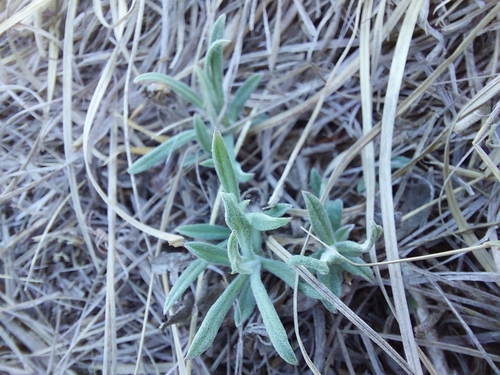 Leontopodium leontopodioides (Leontopodium leontopodioides)