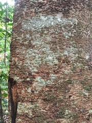 Flindersia bourjotiana