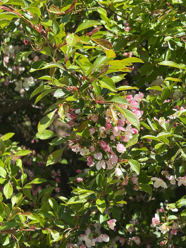 Malus spontanea iNat (2)