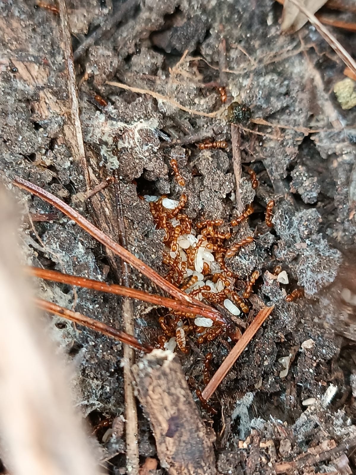 Parasyscia piochardi