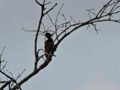 Chrysocolaptes guttacristatus