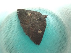 Apodasmia rufonigraria