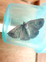 Apodasmia rufonigraria