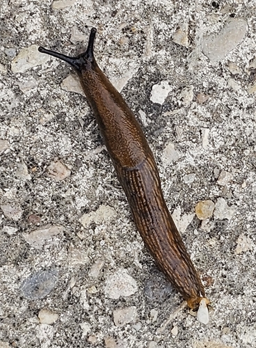 Arion vulgaris