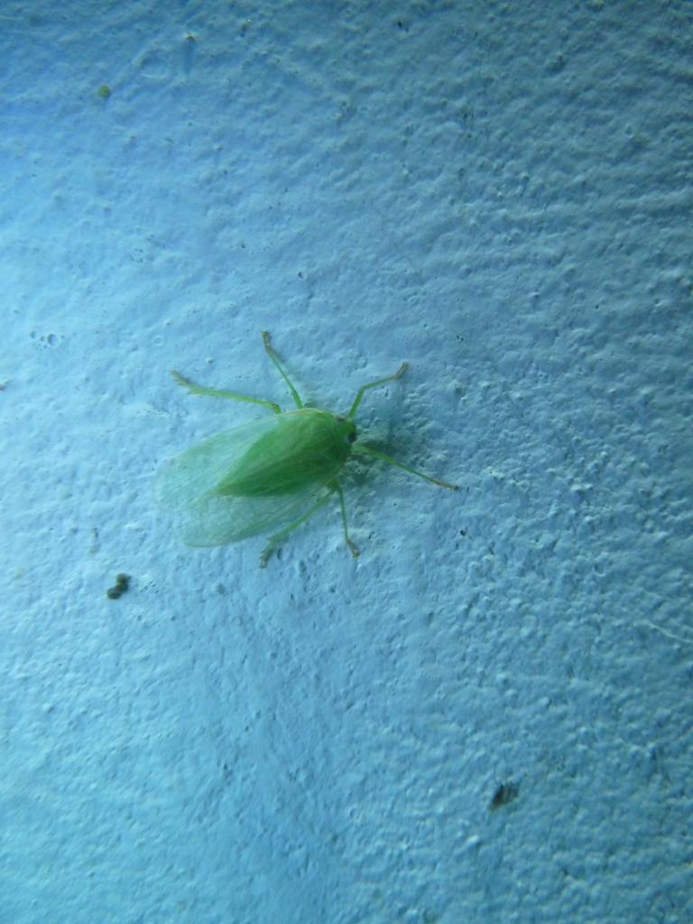 Neodictya