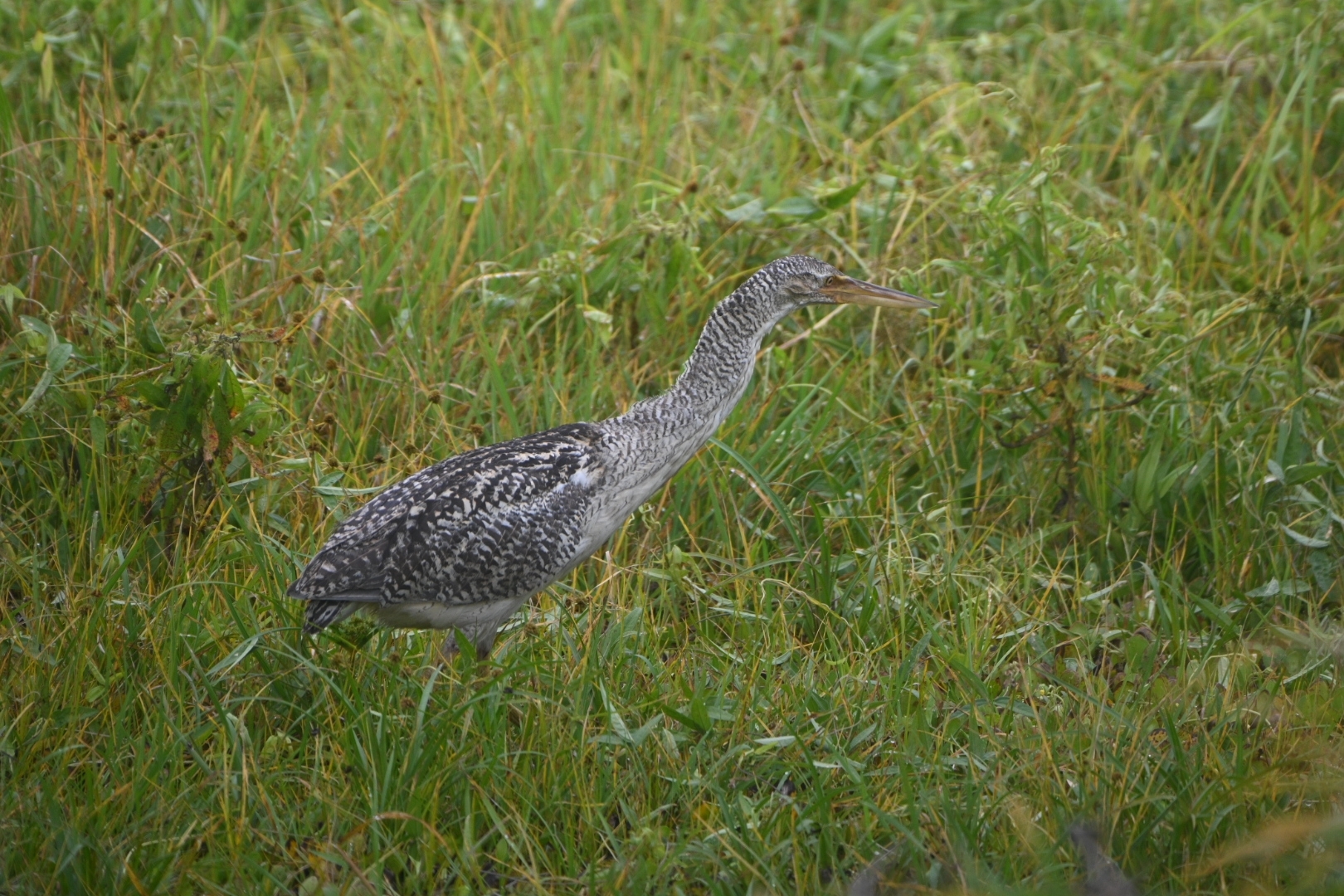 Pinnated Bittern (Botaurus pinnatus), photo 3