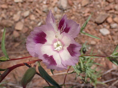 Clarkia williamsonii, photograph 4