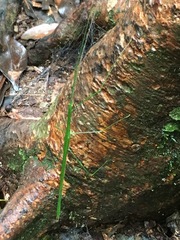 Sipyloidea rentzi