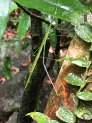Sipyloidea rentzi