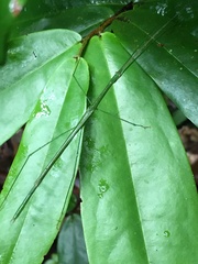 Sipyloidea rentzi