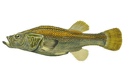 Orestias cuvieri
