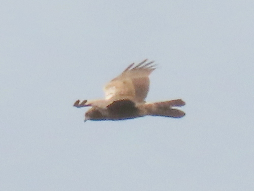 iNaturalist image