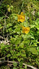 Erythranthe glaucescens