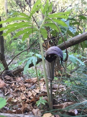 Arisaema thunbergii