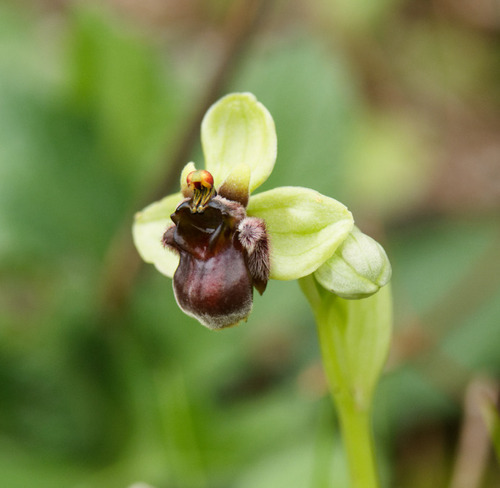 Ophrys bombyliflora, photograph 4