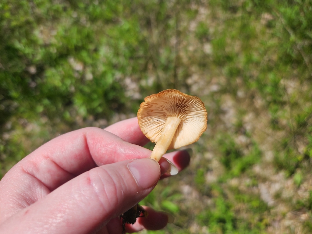 Gymnopus dryophilus · May 2026 · photo: © smpbiologist-jwilliams (iNaturalist, cc-by)