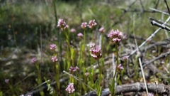 Plectritis ciliosa insignis